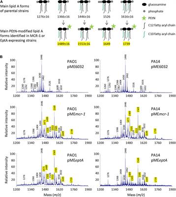 Exogenous and Endogenous Phosphoethanolamine Transferases Differently Affect Colistin Resistance and Fitness in Pseudomonas aeruginosa